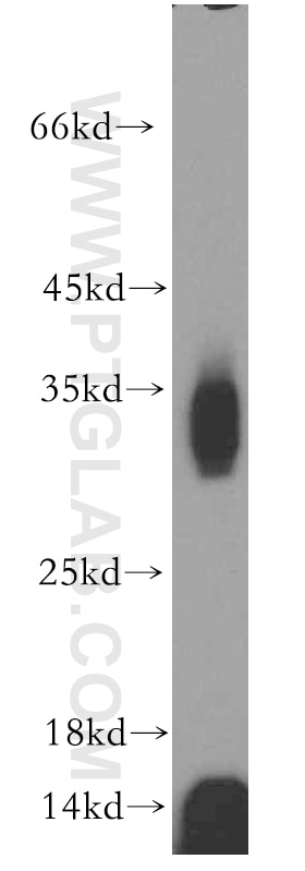 Western Blot (WB) analysis of human liver tissue using Osteoglycin Polyclonal antibody (12755-1-AP)