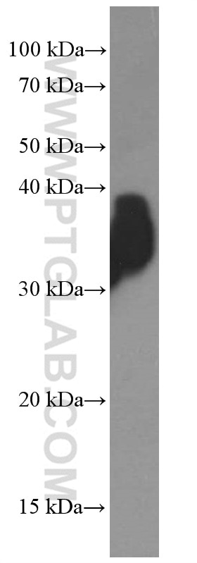 Western Blot (WB) analysis of pig artery tissue using Osteoglycin Monoclonal antibody (66382-1-Ig)