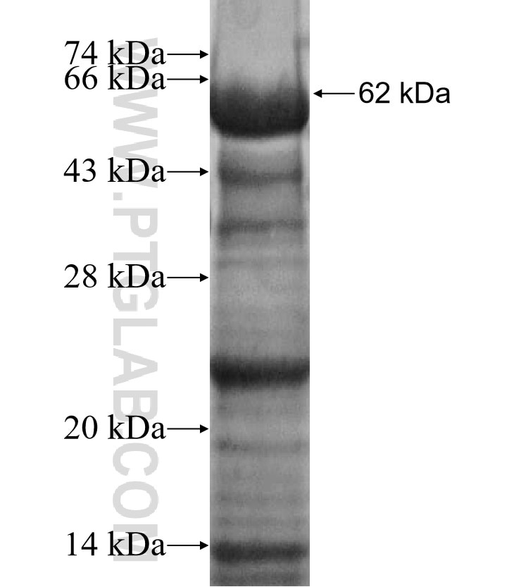 OGN fusion protein Ag3484 SDS-PAGE