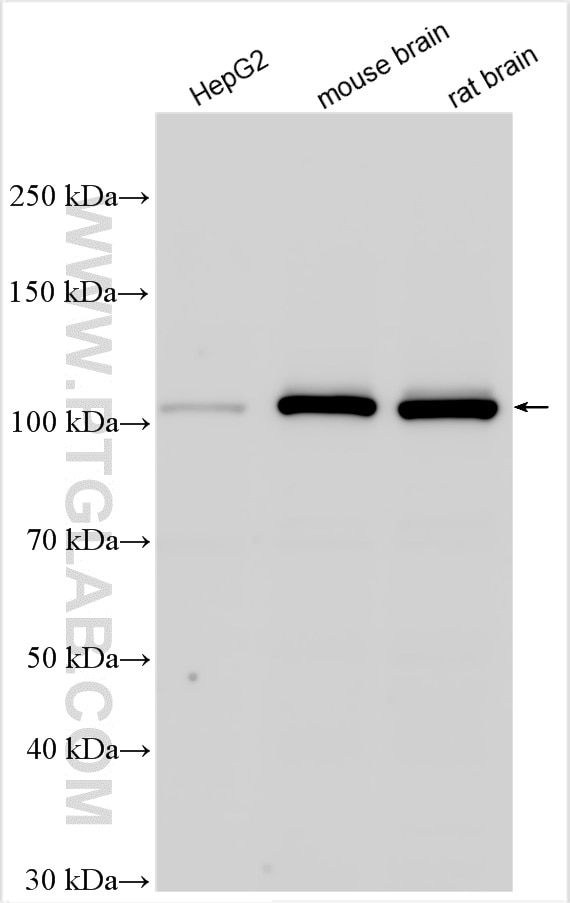 WB analysis using 11576-2-AP