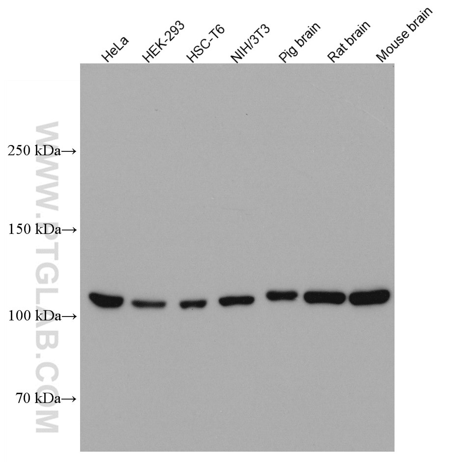 Western Blot (WB) analysis of various lysates using OGT Monoclonal antibody (66823-1-Ig)