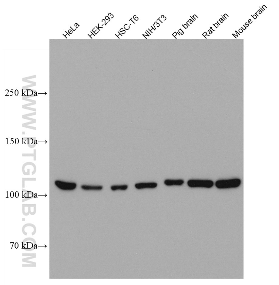 WB analysis using 66823-1-Ig