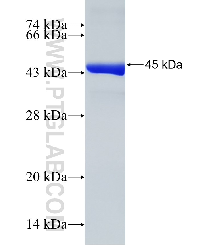 OGT fusion protein Ag28402 SDS-PAGE