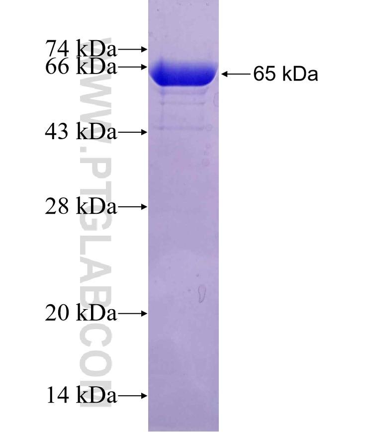 OGT fusion protein Ag2160 SDS-PAGE