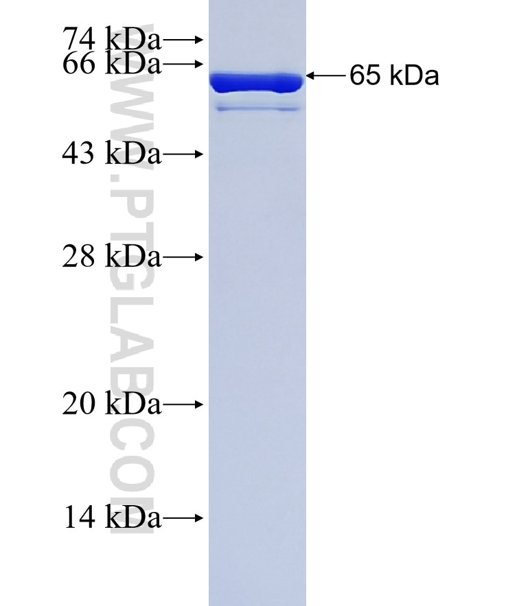 OGT fusion protein Ag2160 SDS-PAGE