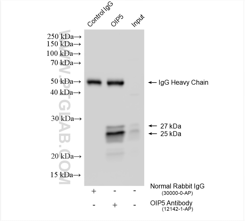 Immunoprecipitation (IP) experiment of Jurkat cells using OIP5 Polyclonal antibody (12142-1-AP)