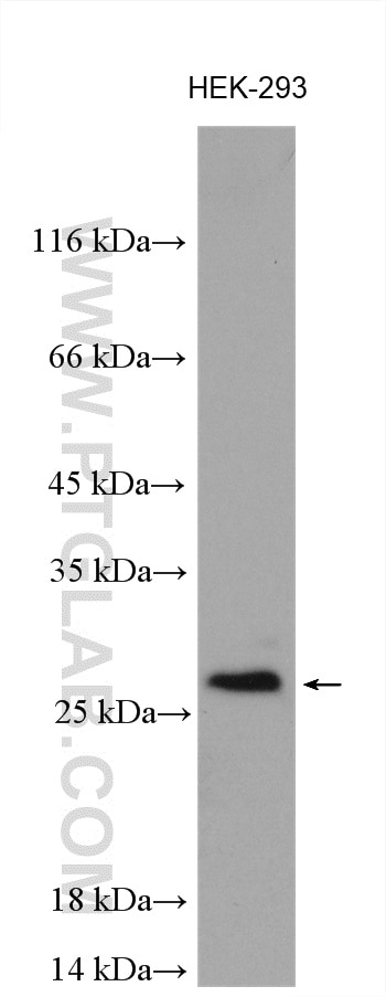 Western Blot (WB) analysis of various lysates using OIP5 Polyclonal antibody (12142-1-AP)