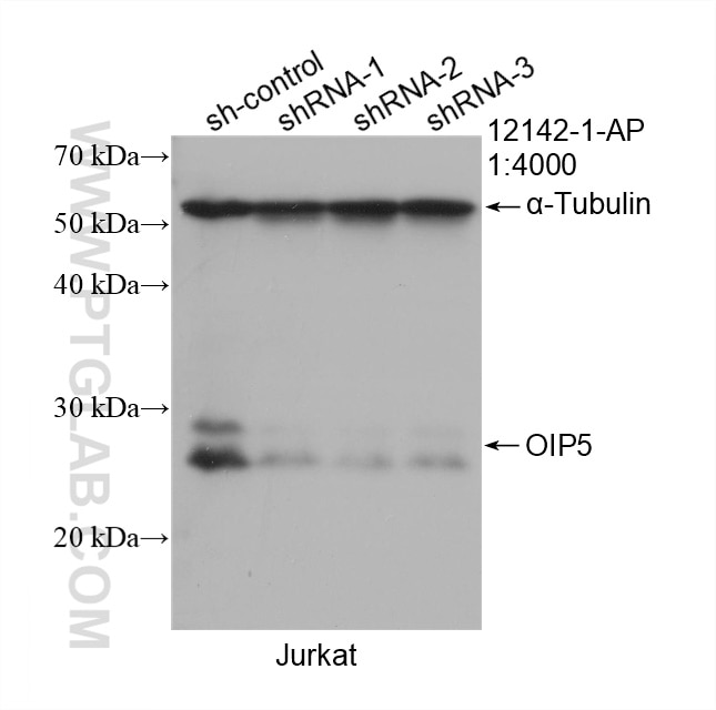 Western Blot (WB) analysis of Jurkat cells using OIP5 Polyclonal antibody (12142-1-AP)