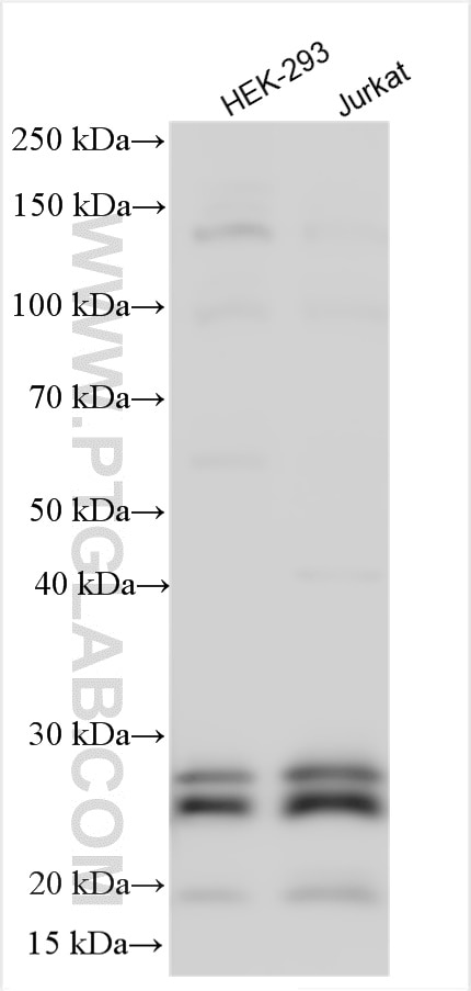 Western Blot (WB) analysis of various lysates using OIP5 Polyclonal antibody (12142-1-AP)