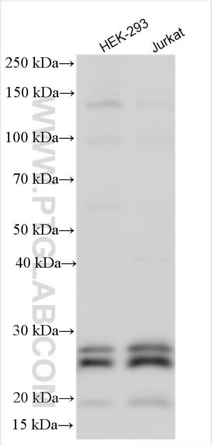 Western Blot (WB) analysis of various lysates using OIP5 Polyclonal antibody (12142-1-AP)