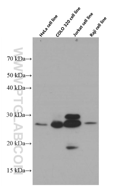 Western Blot (WB) analysis of various lysates using OIP5 Monoclonal antibody (66461-1-Ig)