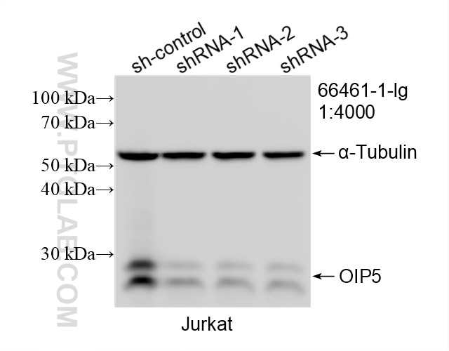 Western Blot (WB) analysis of Jurkat cells using OIP5 Monoclonal antibody (66461-1-Ig)
