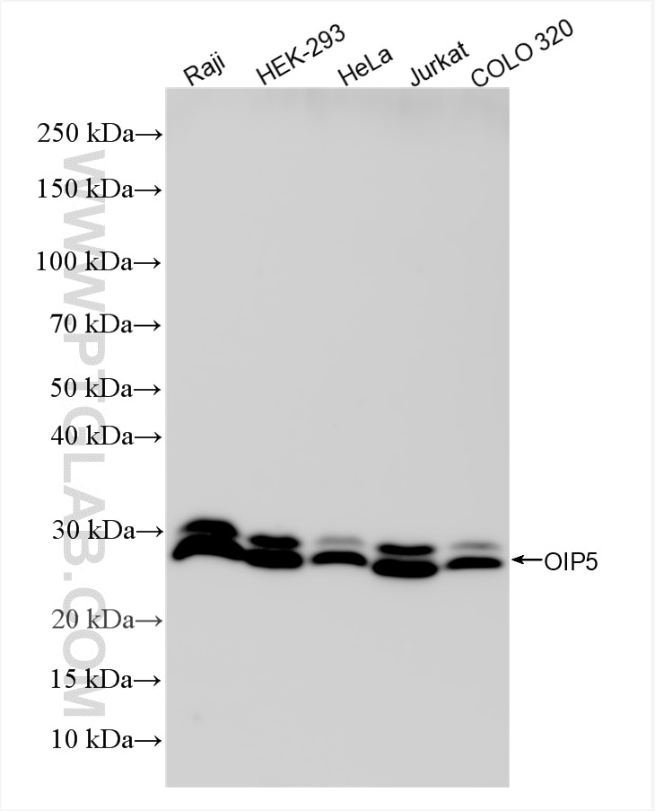 OIP5