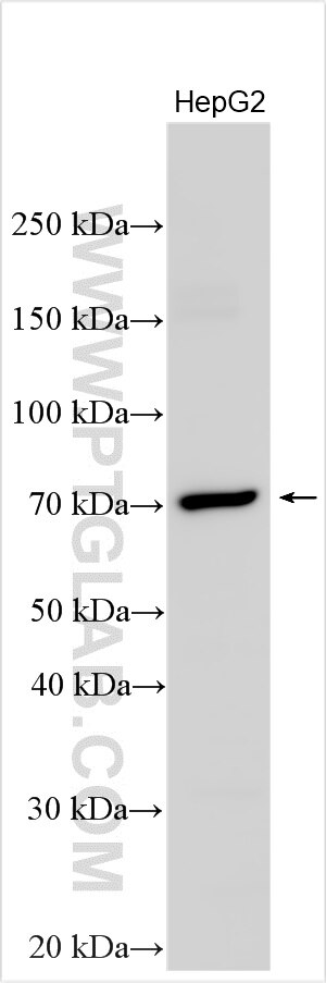 Western Blot (WB) analysis of various lysates using OIT3 Polyclonal antibody (32301-1-AP)