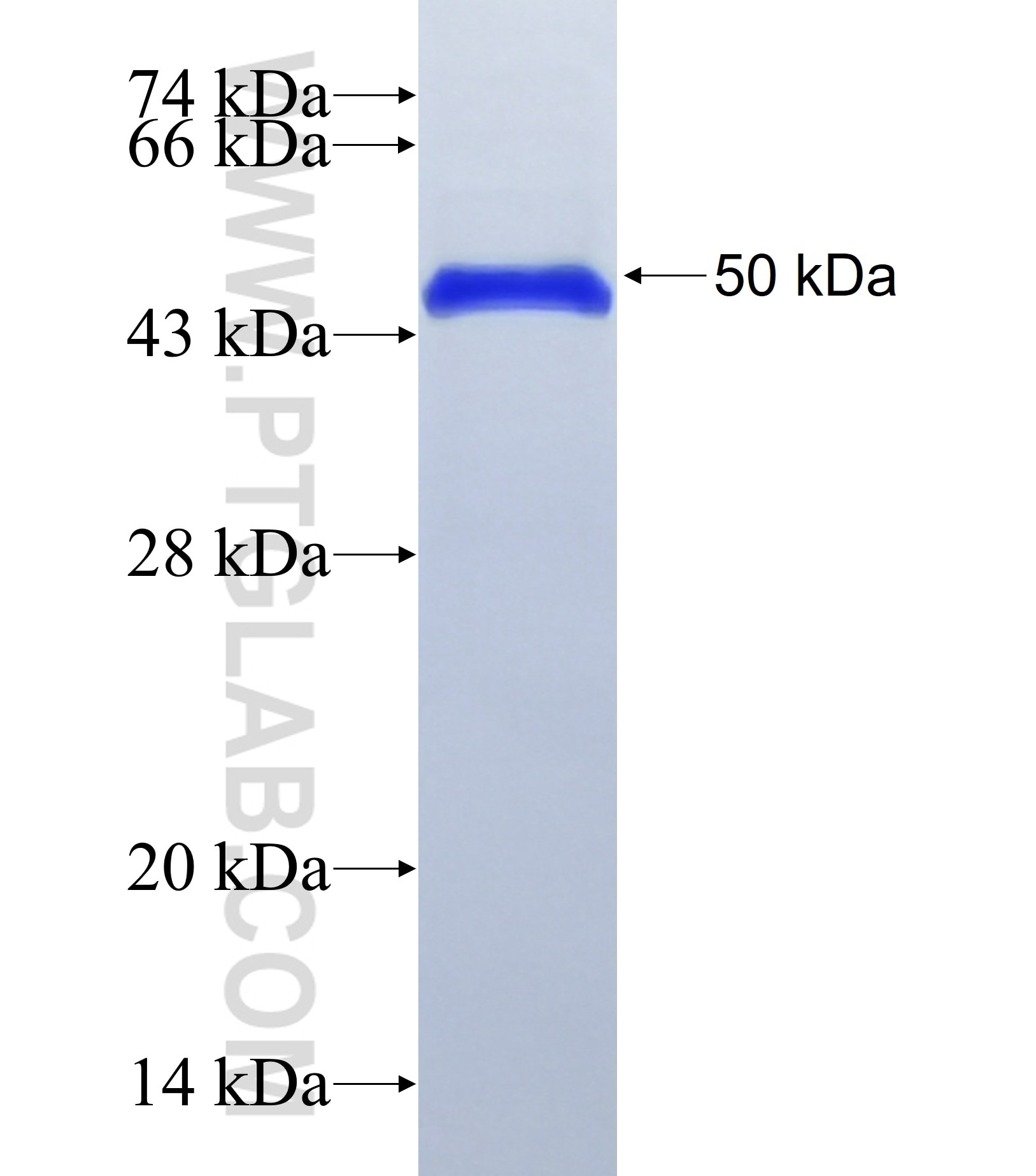 OIT3 fusion protein Ag36932 SDS-PAGE
