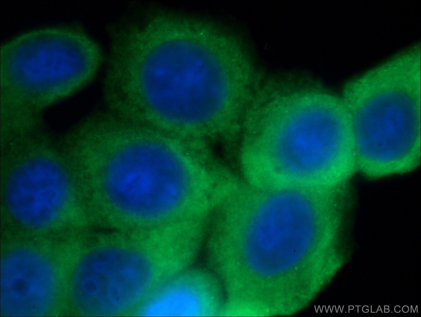 Immunofluorescence (IF) / fluorescent staining of MCF-7 cells using GTPBP9 Polyclonal antibody (16371-1-AP)