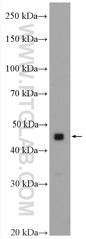 Western Blot (WB) analysis of MCF-7 cells using GTPBP9 Polyclonal antibody (16371-1-AP)