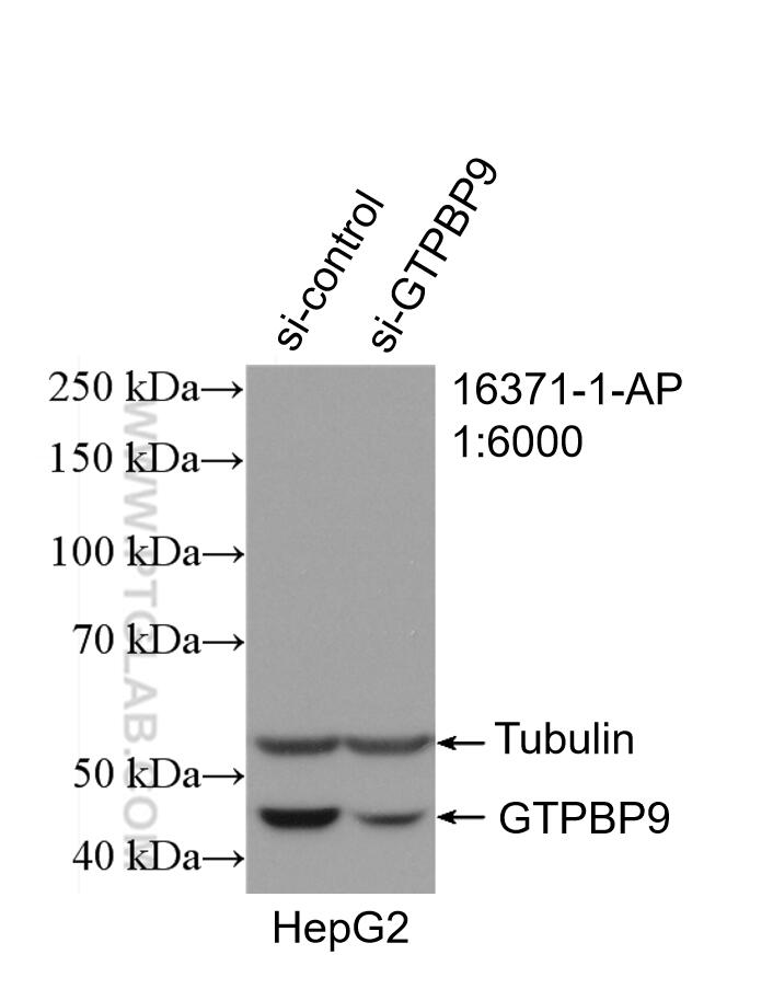 Western Blot (WB) analysis of HepG2 cells using GTPBP9 Polyclonal antibody (16371-1-AP)