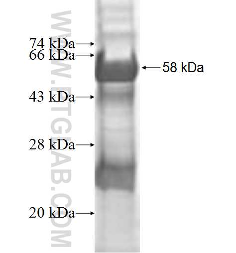 OLA1 fusion protein Ag9283 SDS-PAGE