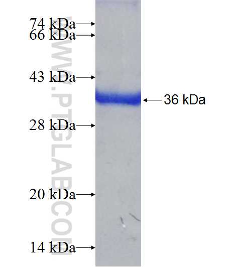 OLA1 fusion protein Ag9587 SDS-PAGE
