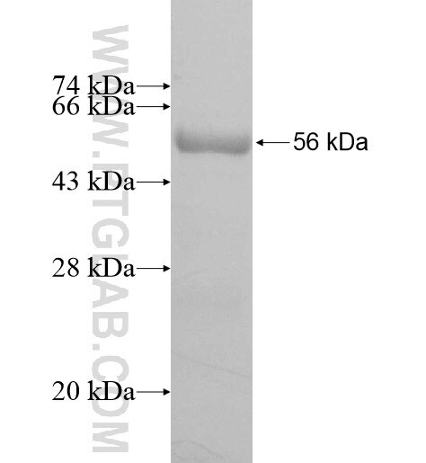 OLAH fusion protein Ag11694 SDS-PAGE