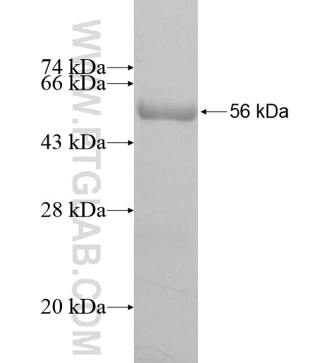 OLAH fusion protein Ag11694 SDS-PAGE