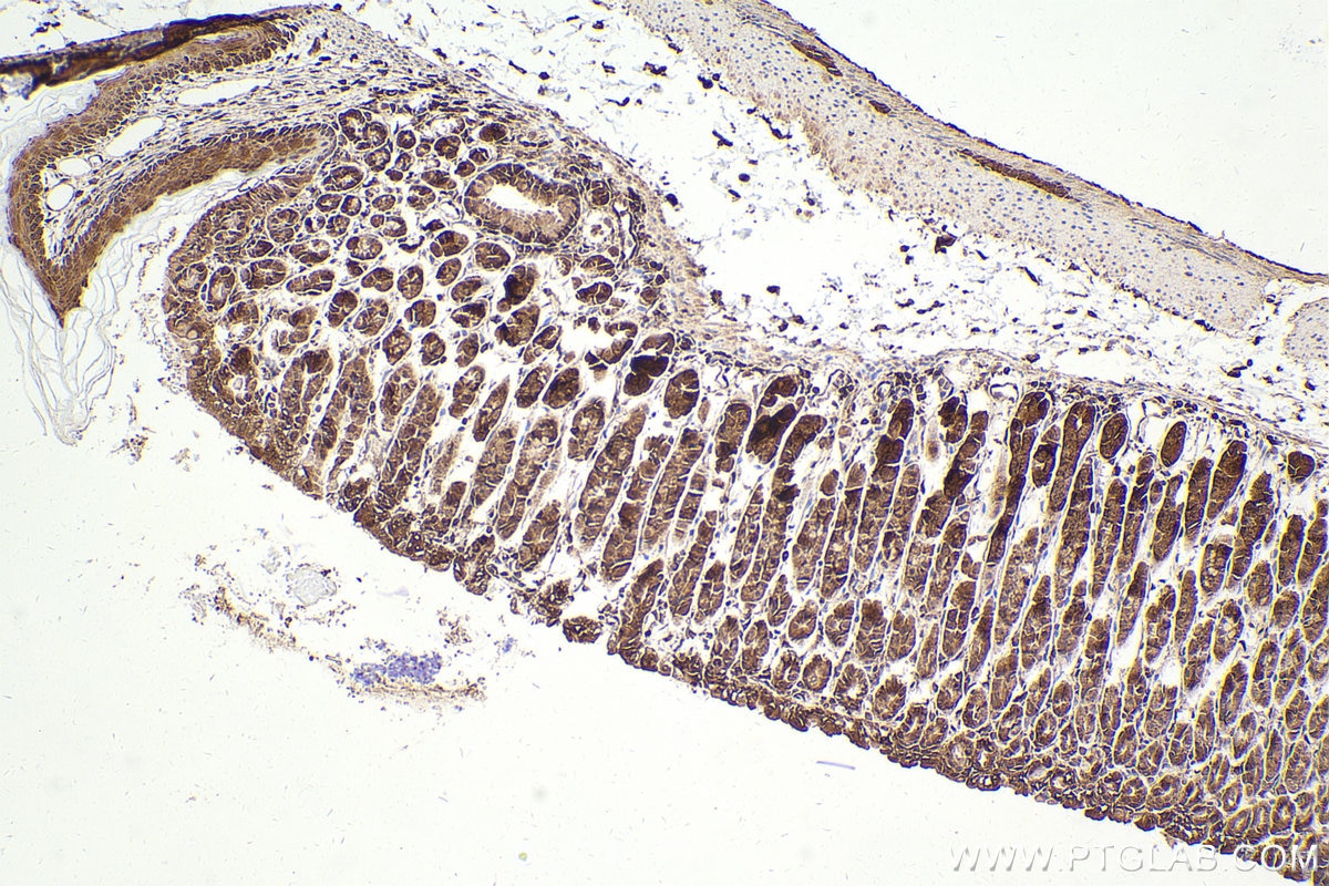 Immunohistochemistry (IHC) staining of mouse stomach tissue using hIST1 Polyclonal antibody (19842-1-AP)