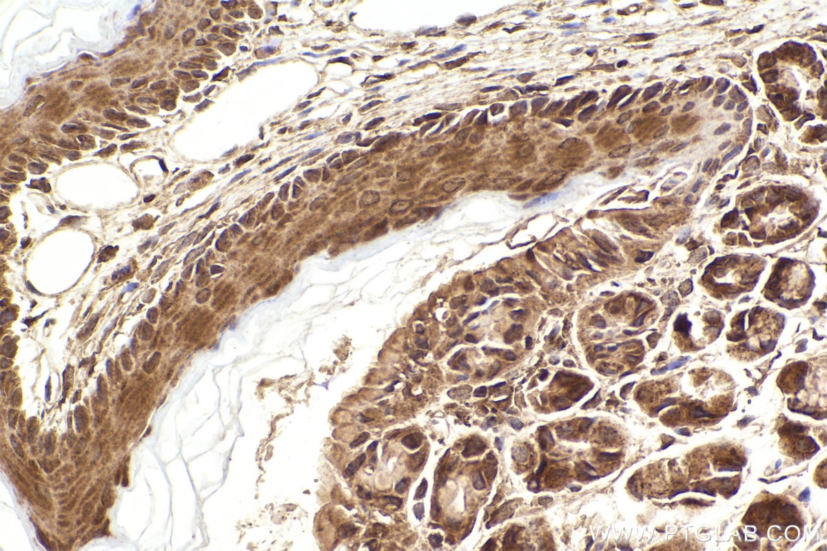 Immunohistochemistry (IHC) staining of mouse stomach tissue using hIST1 Polyclonal antibody (19842-1-AP)