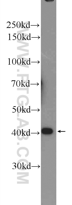 Western Blot (WB) analysis of mouse brain tissue using hIST1 Polyclonal antibody (19842-1-AP)