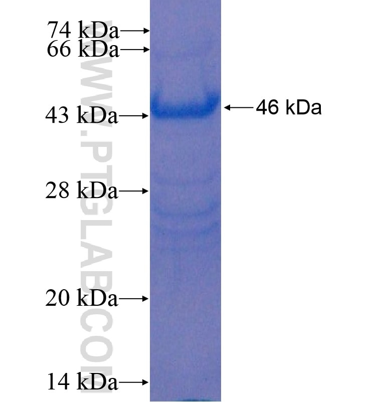 AMY fusion protein Ag0125 SDS-PAGE