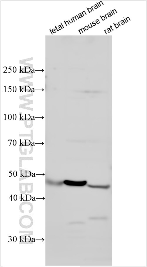 Western Blot (WB) analysis of various lysates using OLFM2 Polyclonal antibody (11997-1-AP)