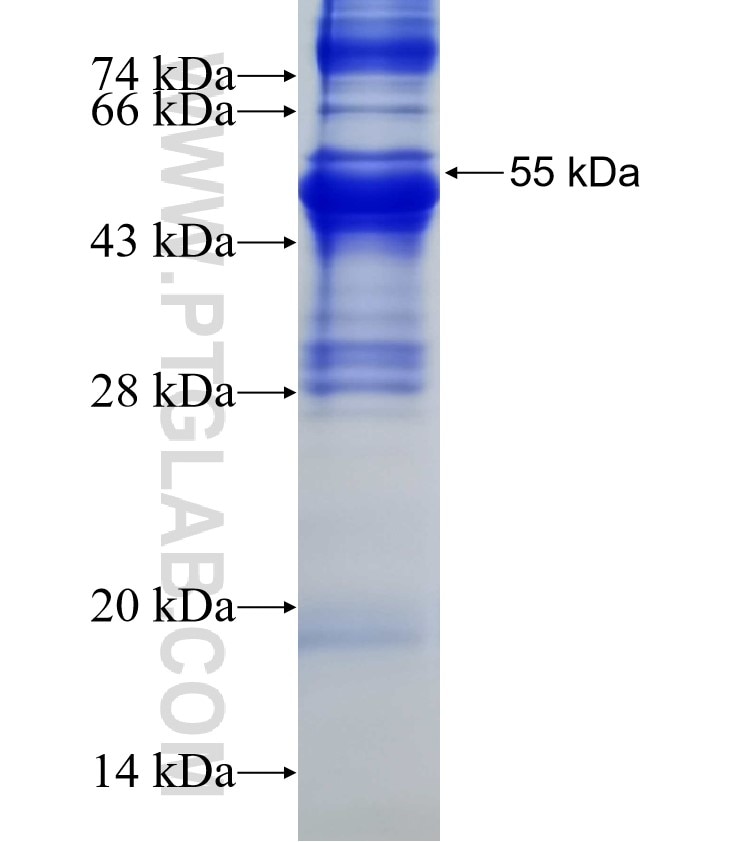 OLFM2 fusion protein Ag2642 SDS-PAGE