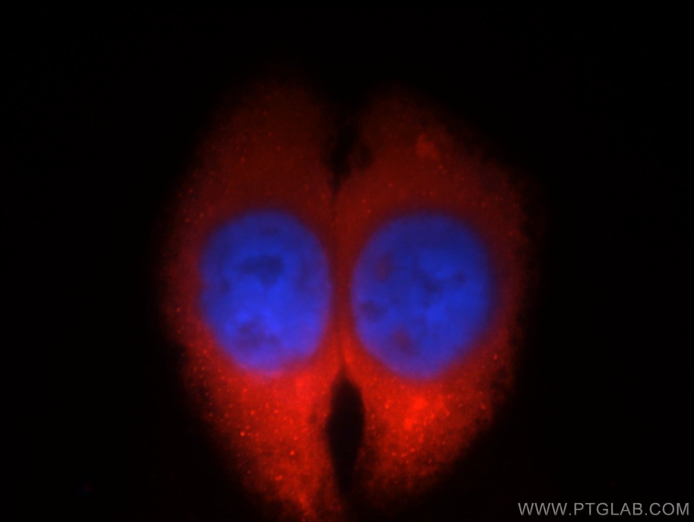 Immunofluorescence (IF) / fluorescent staining of HepG2 cells using OLFM3 Polyclonal antibody (12596-1-AP)