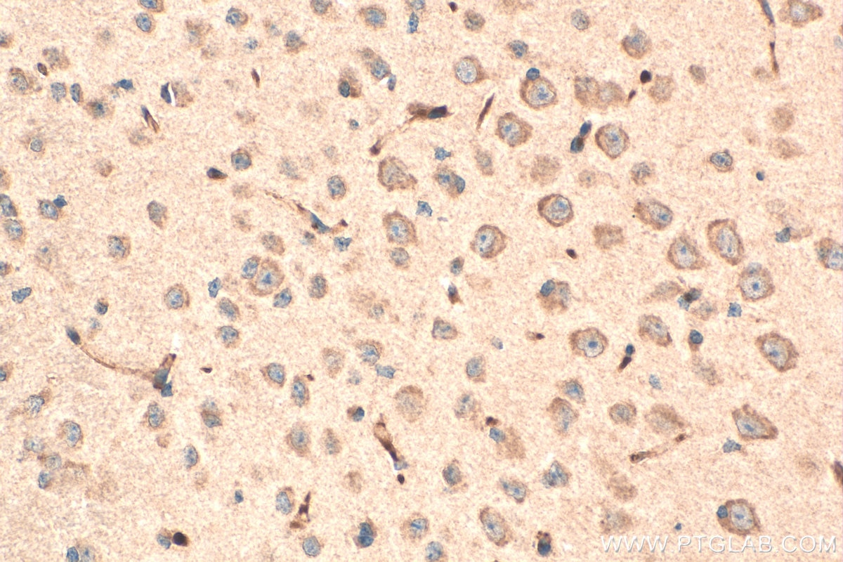 Immunohistochemistry (IHC) staining of mouse brain tissue using OLFM3 Polyclonal antibody (12596-1-AP)