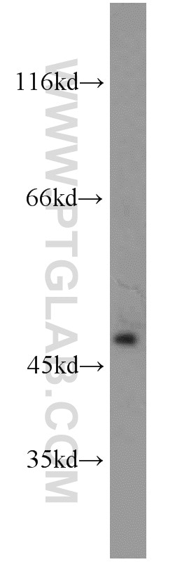 Western Blot (WB) analysis of NIH/3T3 cells using OLFM3 Polyclonal antibody (12596-1-AP)