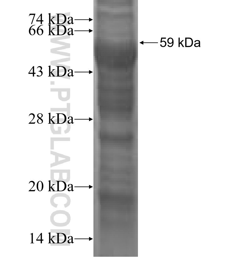 OLFM3 fusion protein Ag3207 SDS-PAGE