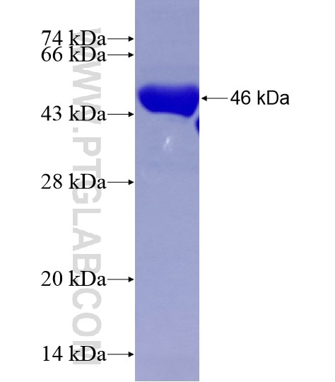 OLFM4 fusion protein Ag28914 SDS-PAGE