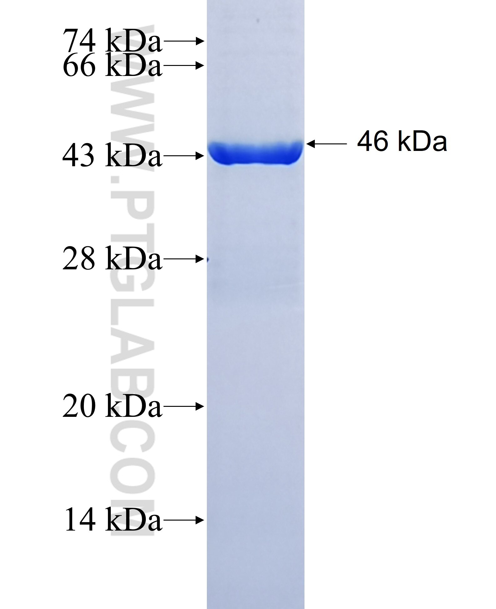 OLFM4 fusion protein Ag28914 SDS-PAGE