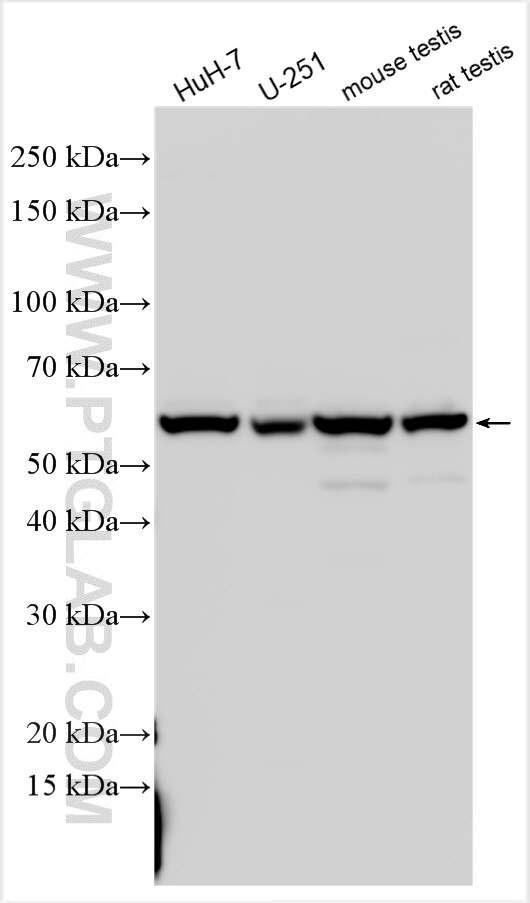 Western Blot (WB) analysis of various lysates using OLFML1 Polyclonal antibody (31165-1-AP)