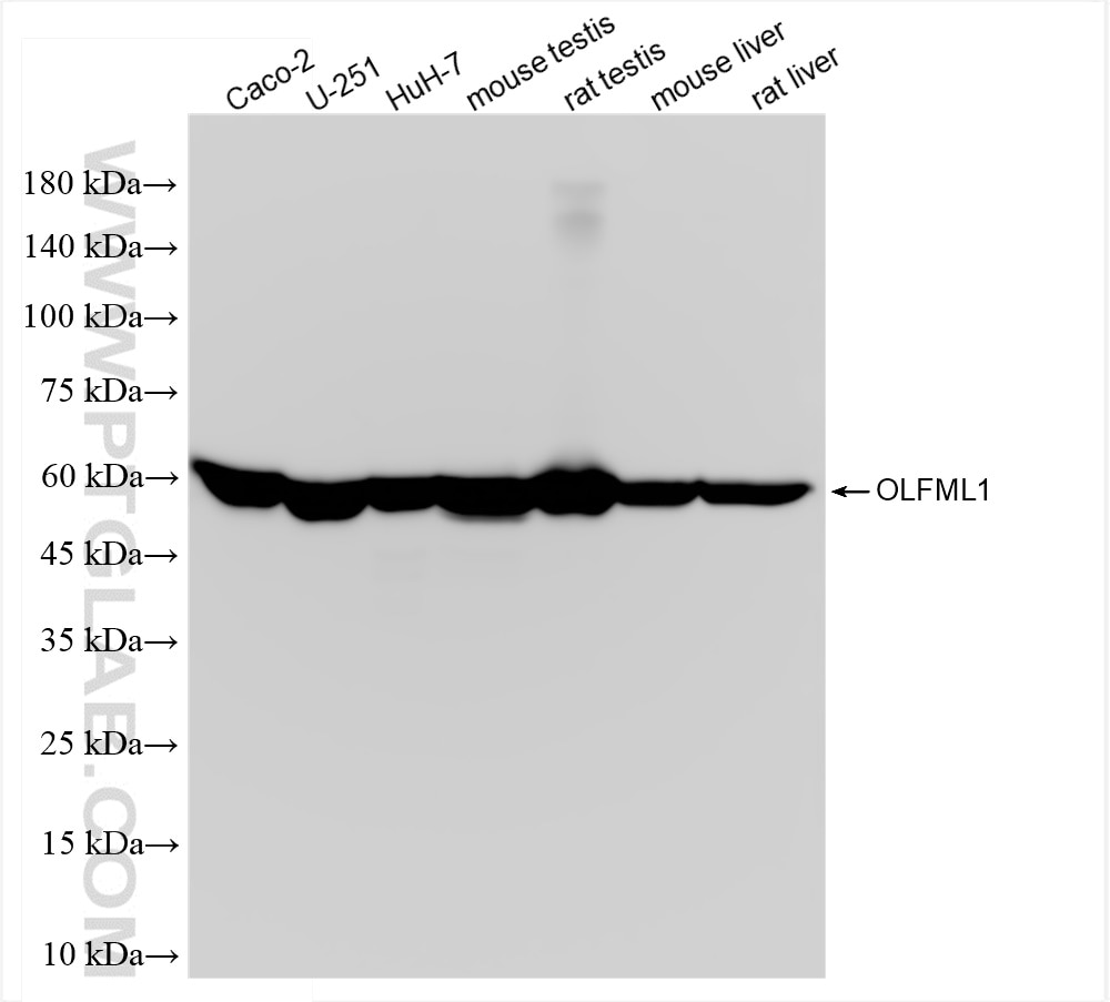 Western Blot (WB) analysis of various lysates using OLFML1 Recombinant antibody (84454-1-RR)