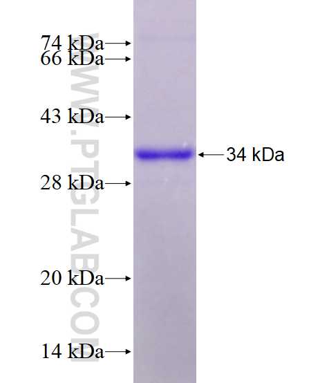 OLFML2A fusion protein Ag28135 SDS-PAGE
