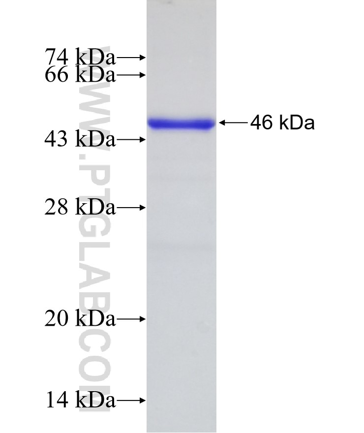 OLFML3 fusion protein Ag8655 SDS-PAGE