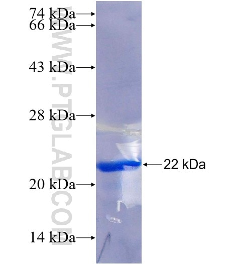 OLIG1 fusion protein Ag25133 SDS-PAGE