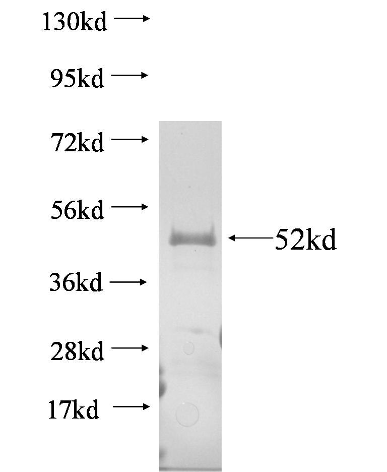 OLIG1 fusion protein Ag6916 SDS-PAGE
