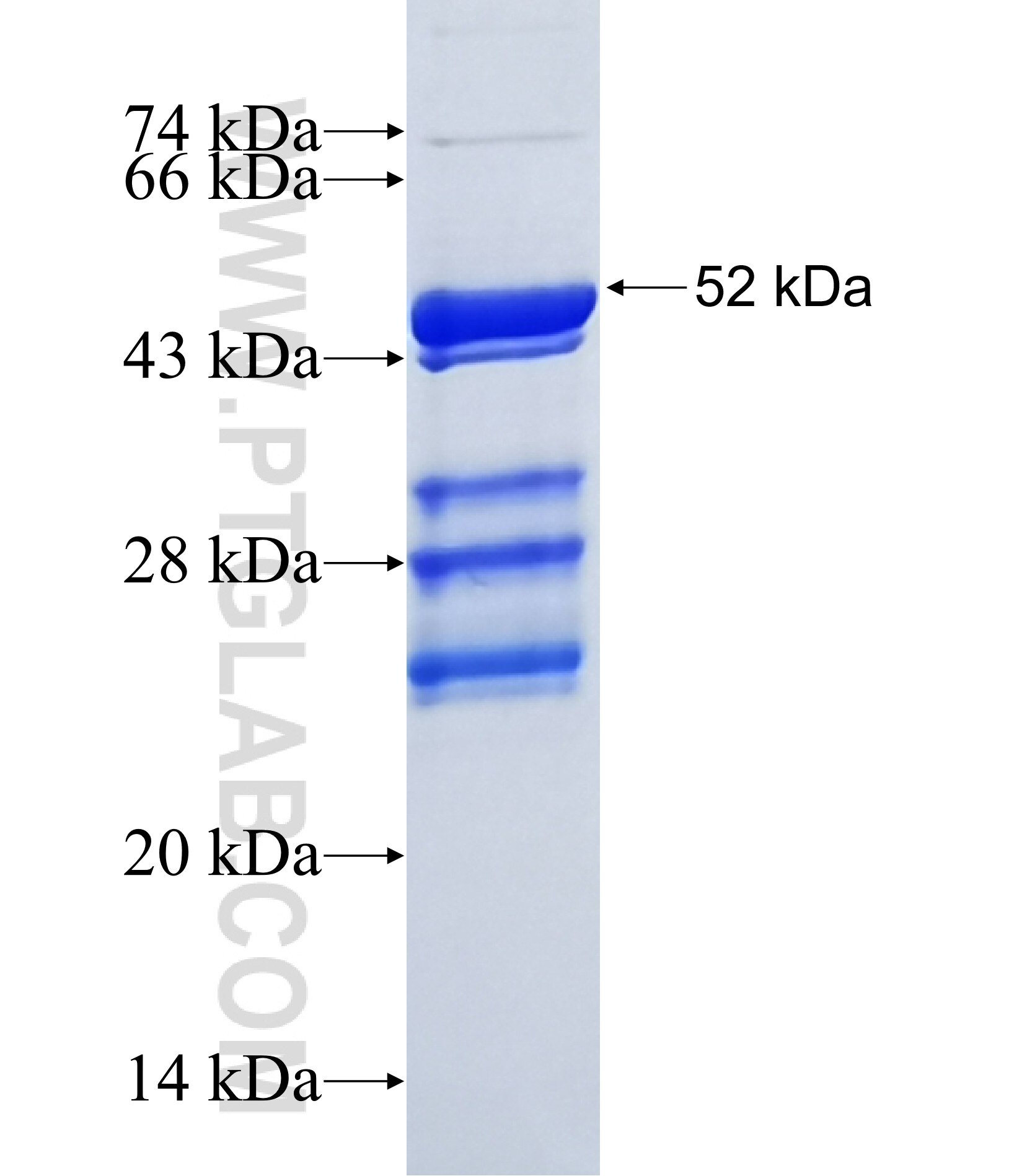 OLIG1 fusion protein Ag6916 SDS-PAGE