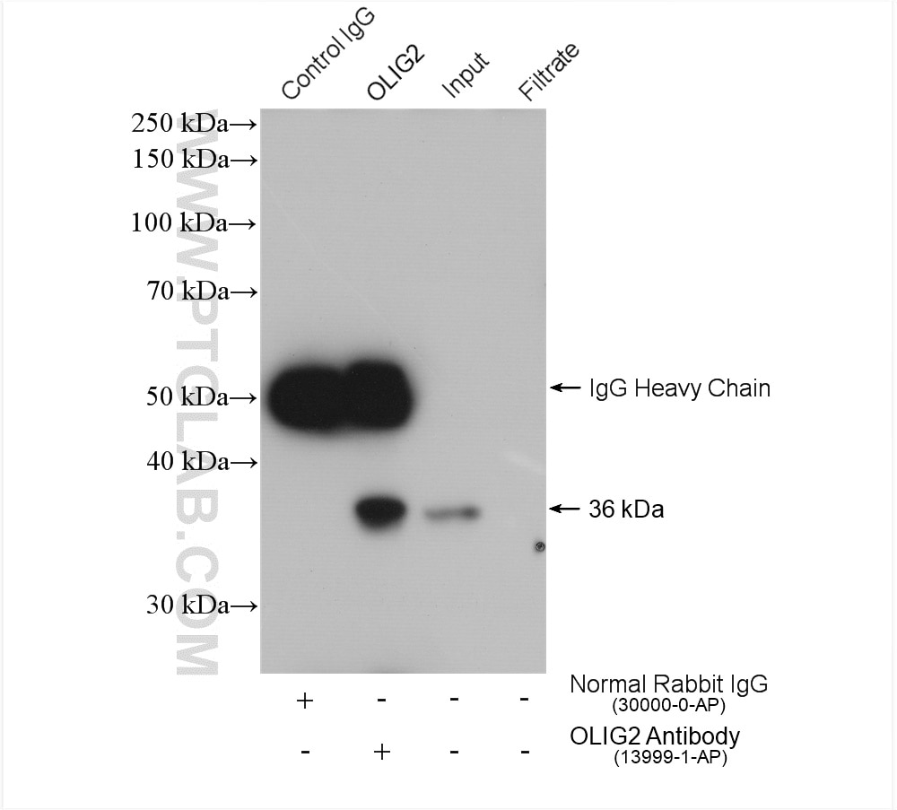 Immunoprecipitation (IP) experiment of mouse brain tissue using OLIG2 Polyclonal antibody (13999-1-AP)