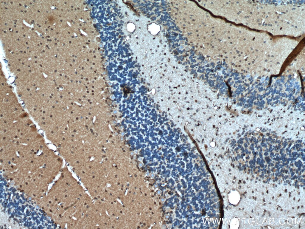 IHC staining of mouse cerebellum using 25754-1-AP