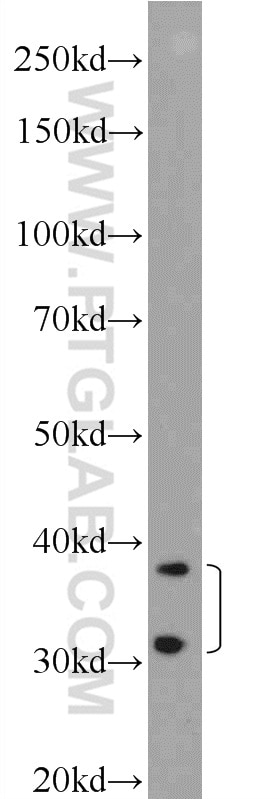 Western Blot (WB) analysis of C6 cells using OLIG2 Polyclonal antibody (25754-1-AP)