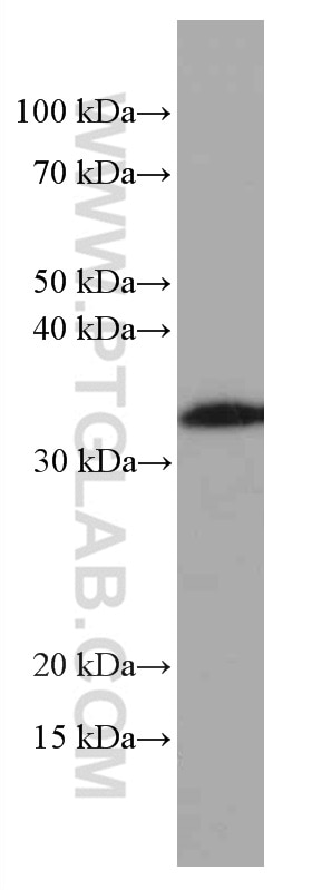 Western Blot (WB) analysis of human brain tissue using OLIG2 (for WB only) Monoclonal antibody (66513-1-Ig)