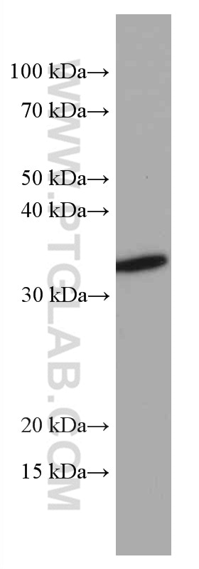 Western Blot (WB) analysis of human cerebellum tissue using OLIG2 Monoclonal antibody (66513-1-Ig)
